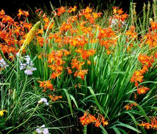 crocosmia