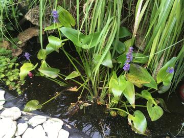 Plantes de bassin semi-immergées