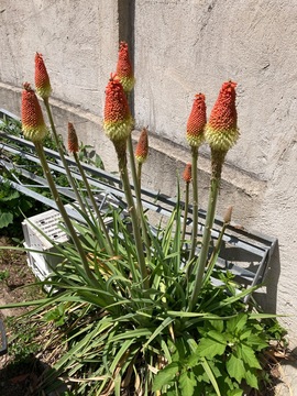 rhizome de KNIPHOFIA