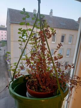 menthe en pot et graine