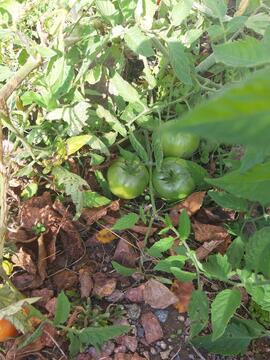 Tomates vertes