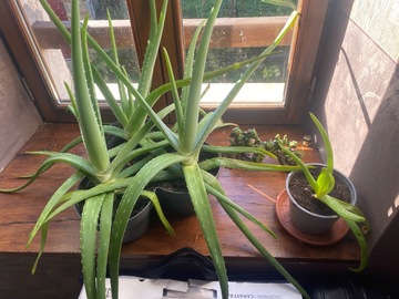 donne plantes aloes vera