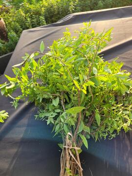 bouquet de verveine pour tisane