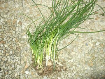 oignons de muscari