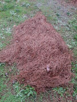 Aiguilles de pin paillage