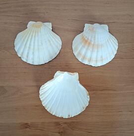 3 coquilles st jacques. déco. cuisine. loisirs