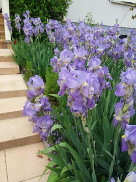 plants d'iris mauves a dooner