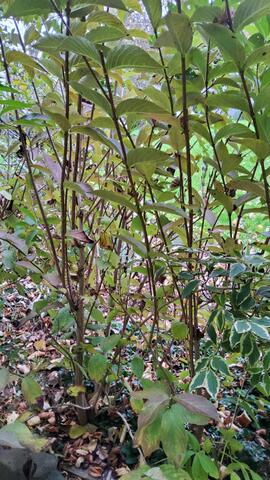 pieds de weigelia