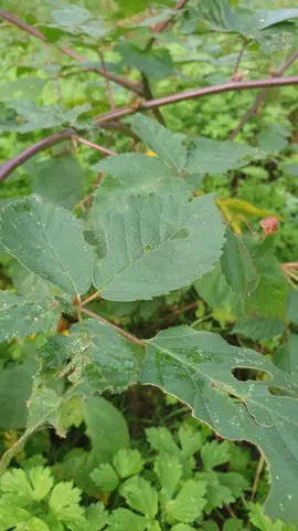 plants de mûrier