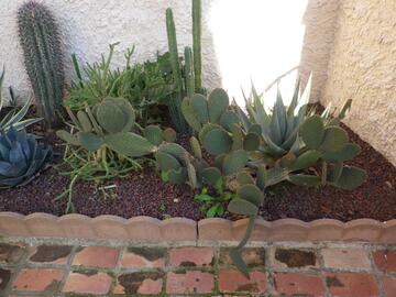 Boutures opuntia microdasys.