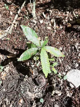 plants arbre et abruste