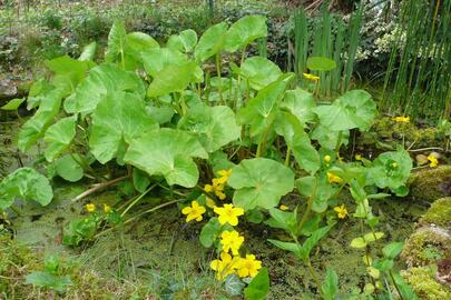 plantes de bassin