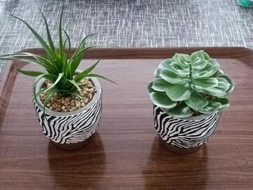 petites plantes