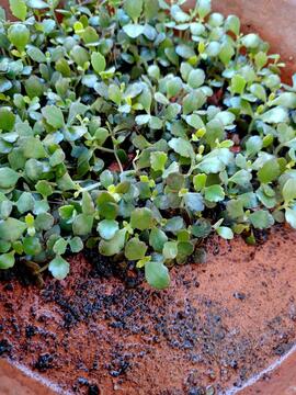 bébés kalanchoe Daigremont