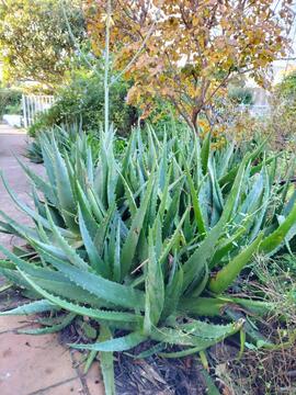 plants Aloe Vera