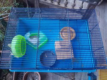 cage hamster