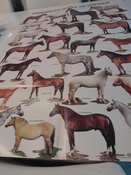 Grand poster chevaux