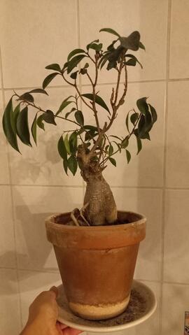 ficus banzaï