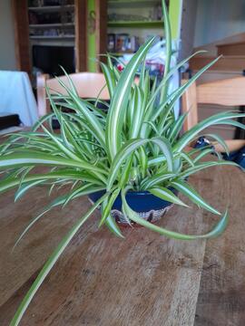 pousses de chlorophytum