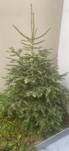 sapin pour animaux