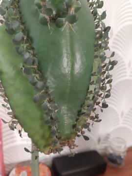 Bouture de kalanchoe daigremontiana