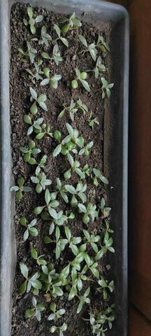 Plants de kalanchoe degraimontiana