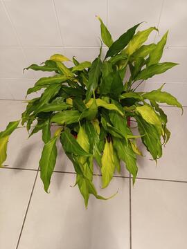 SPATHIPHYLLUM