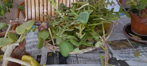 plante grasses