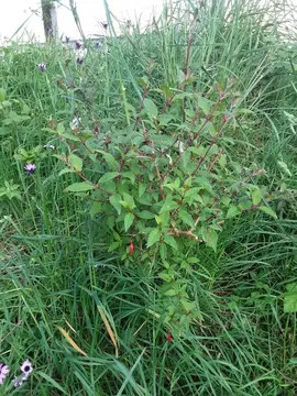 Plants de Fuschia