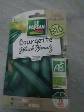 graine courgettes