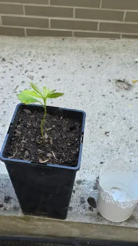 Avocatier