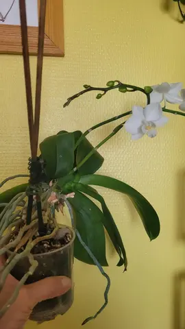 une plante verte orchidée