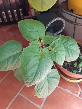 plants de Physalis (amour en cage)