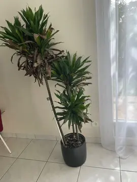 Plante verte 1,50 m