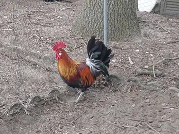 coq gauloise dorée