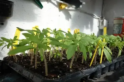 une dizaine de petits plants de tomates à repiquer en pots