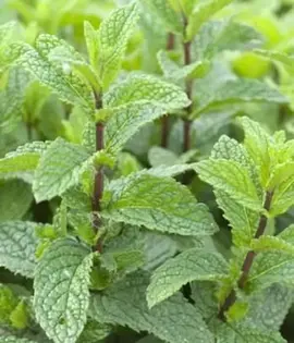 5 tiges racinées de menthe