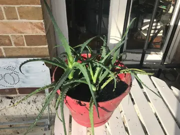 plante d’intérieur, agaves