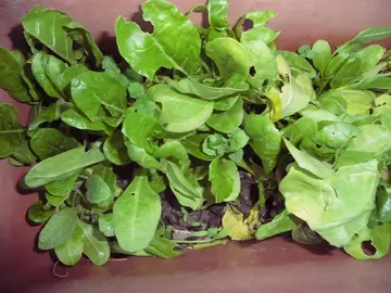 Plants de côtes de blettes