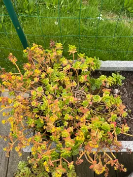 plante extérieure sédum