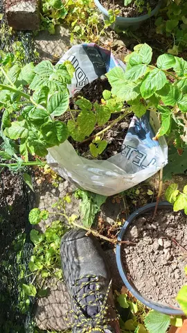 framboisiers en motte