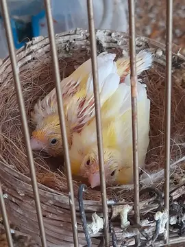 2 OISEAUX CANARI