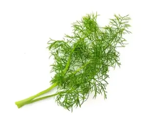 Branche de fenouil frais