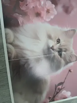 carte chat