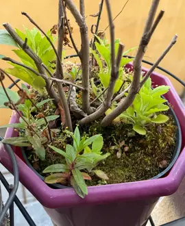 Plante verte + pot plastique noir