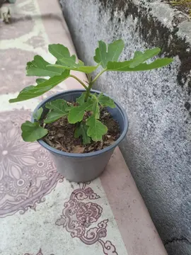 plant de figuier