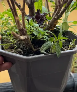 pot plastique gris + terres + plantes