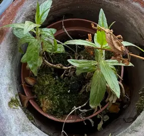 petite plante verte indéterminée + pot plastique