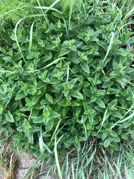 menthe fraîche
