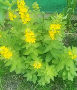 Plante extérieur